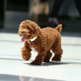 Ultrasonic Electronic Pest Repeller Collar